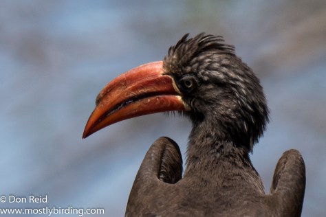Crowned Hornbill, Mkhulu, Kruger Park