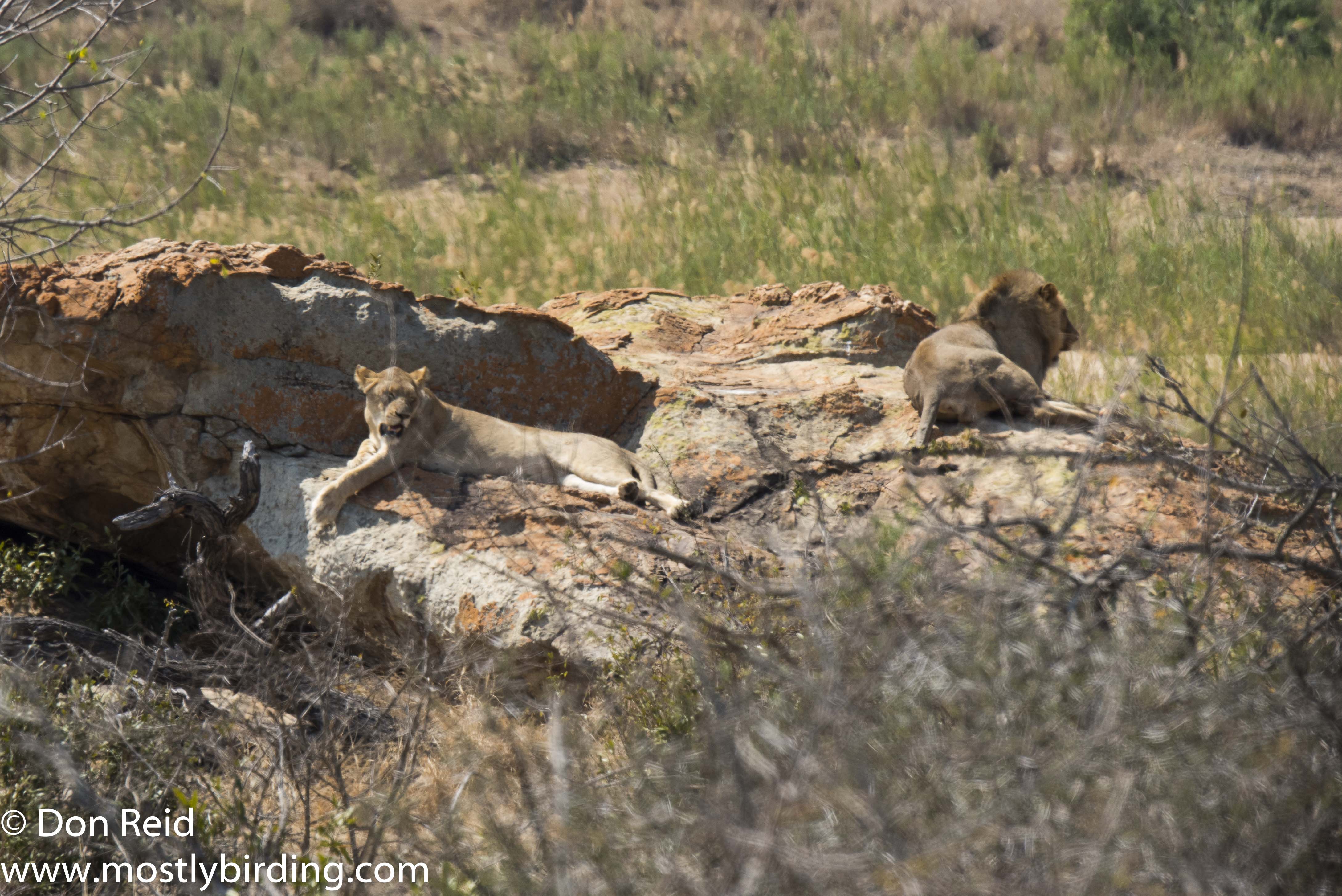 Lion, Kruger Park