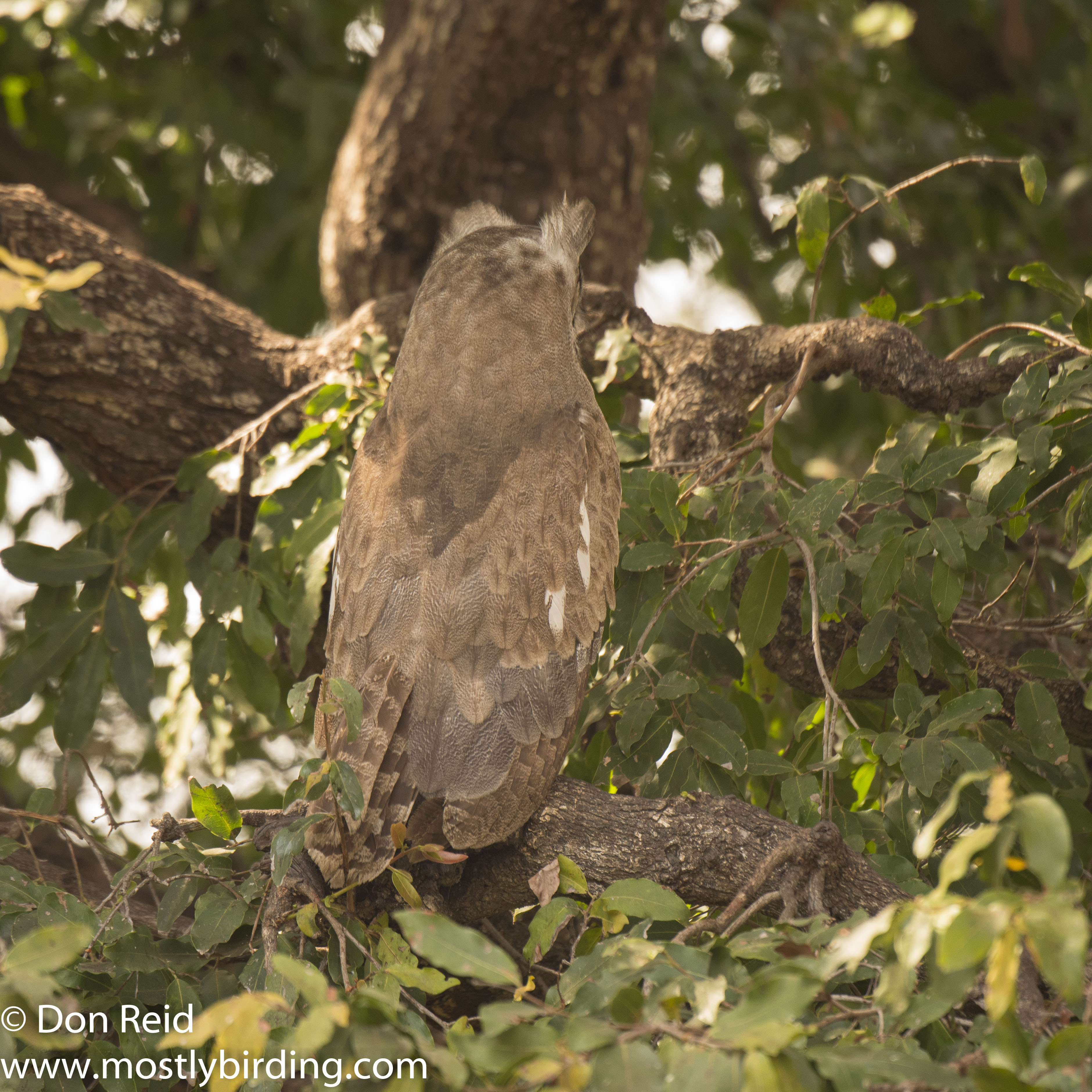 Verraux's Eagle-Owl, Kruger Park