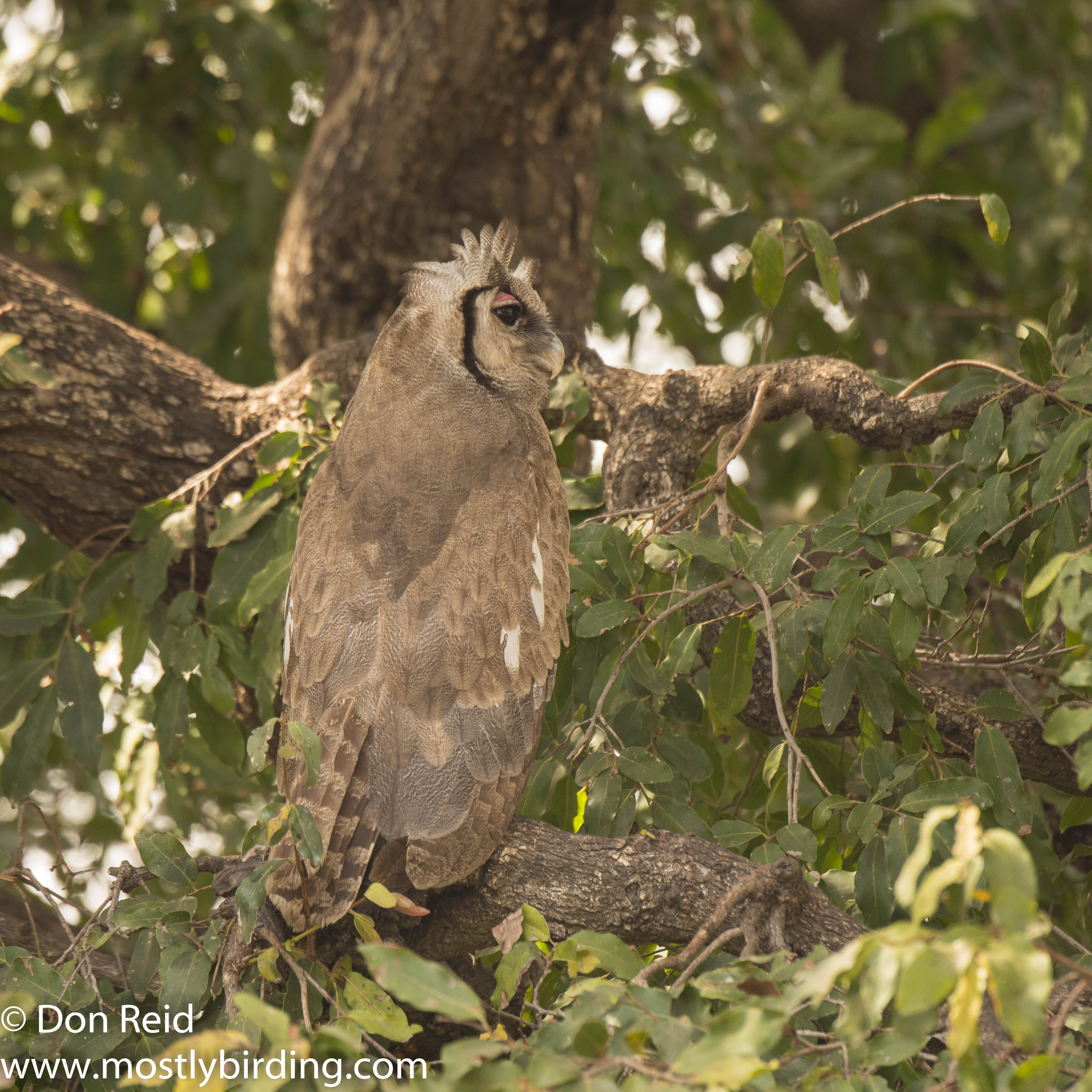 Verraux's Eagle-Owl, Kruger Park