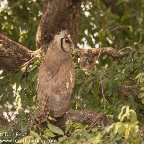 Verraux's Eagle-Owl, Kruger Park