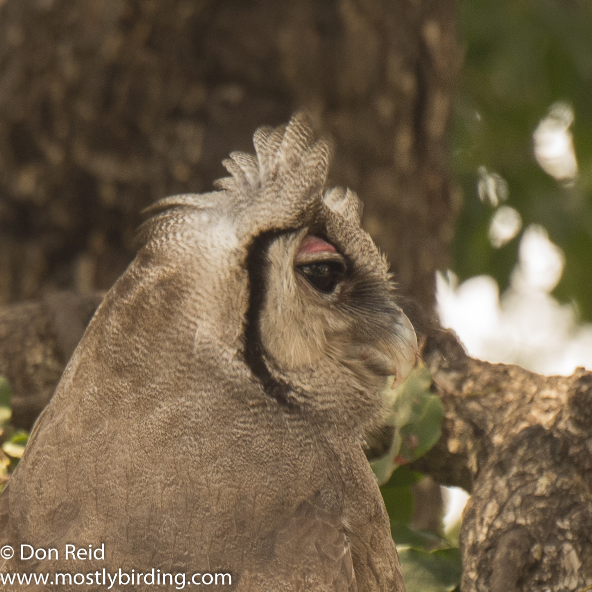 Verraux's Eagle-Owl, Kruger Park