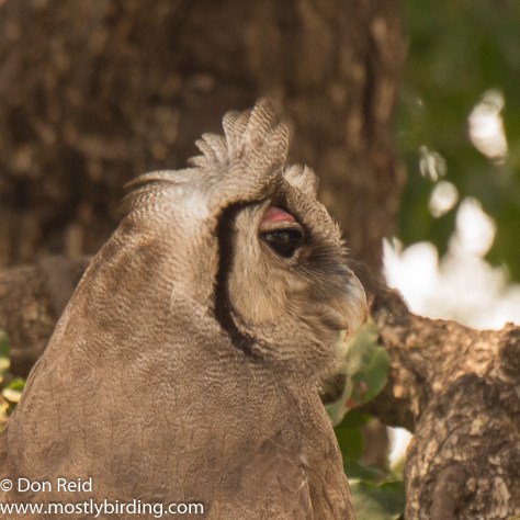 Verraux's Eagle-Owl, Kruger Park