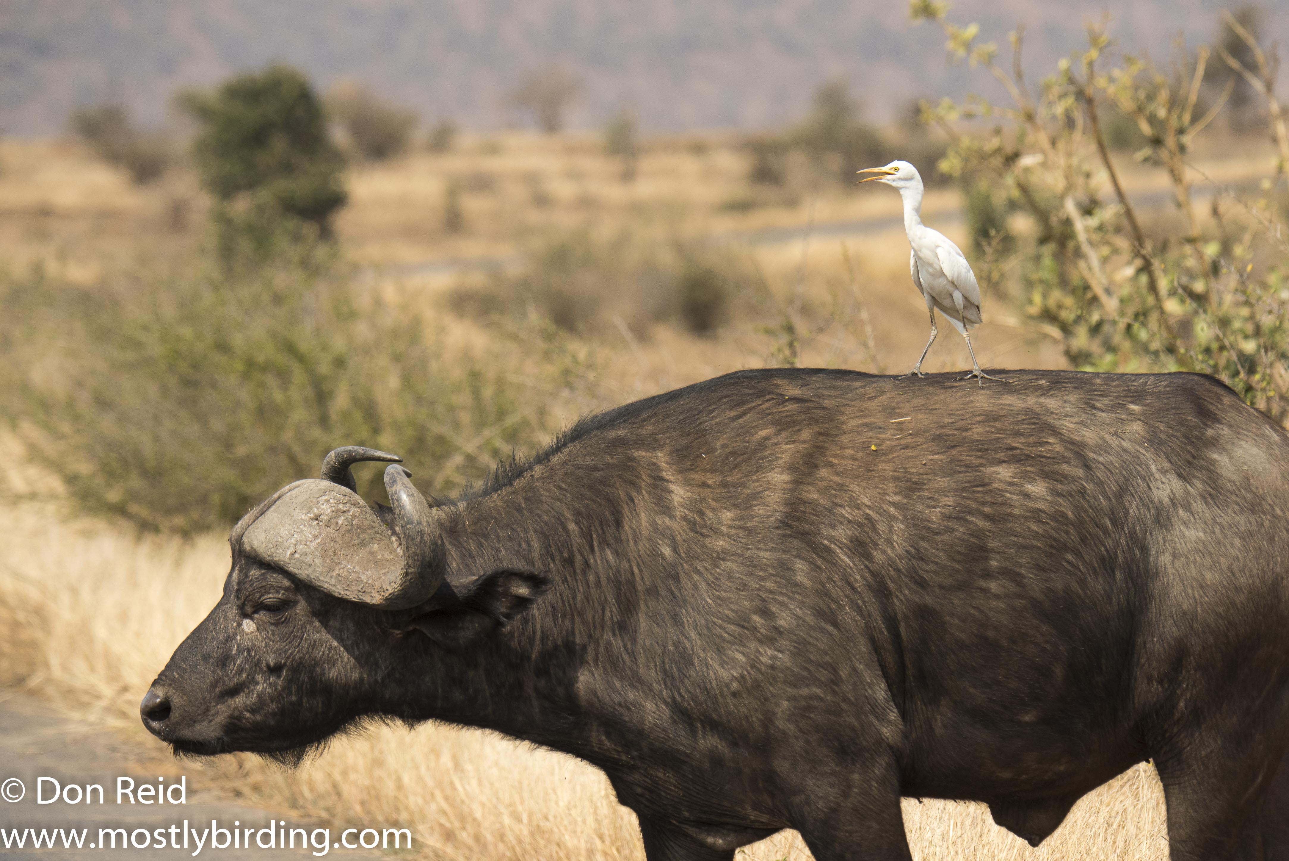 Cattle Egret on Buffalo, Kruger Park