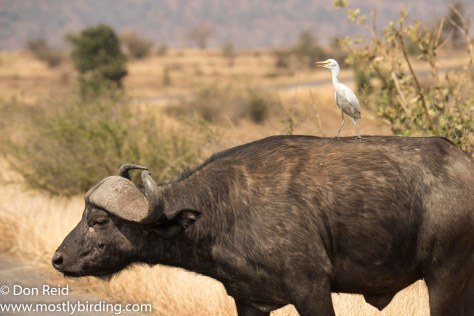 Cattle Egret on Buffalo, Kruger Park