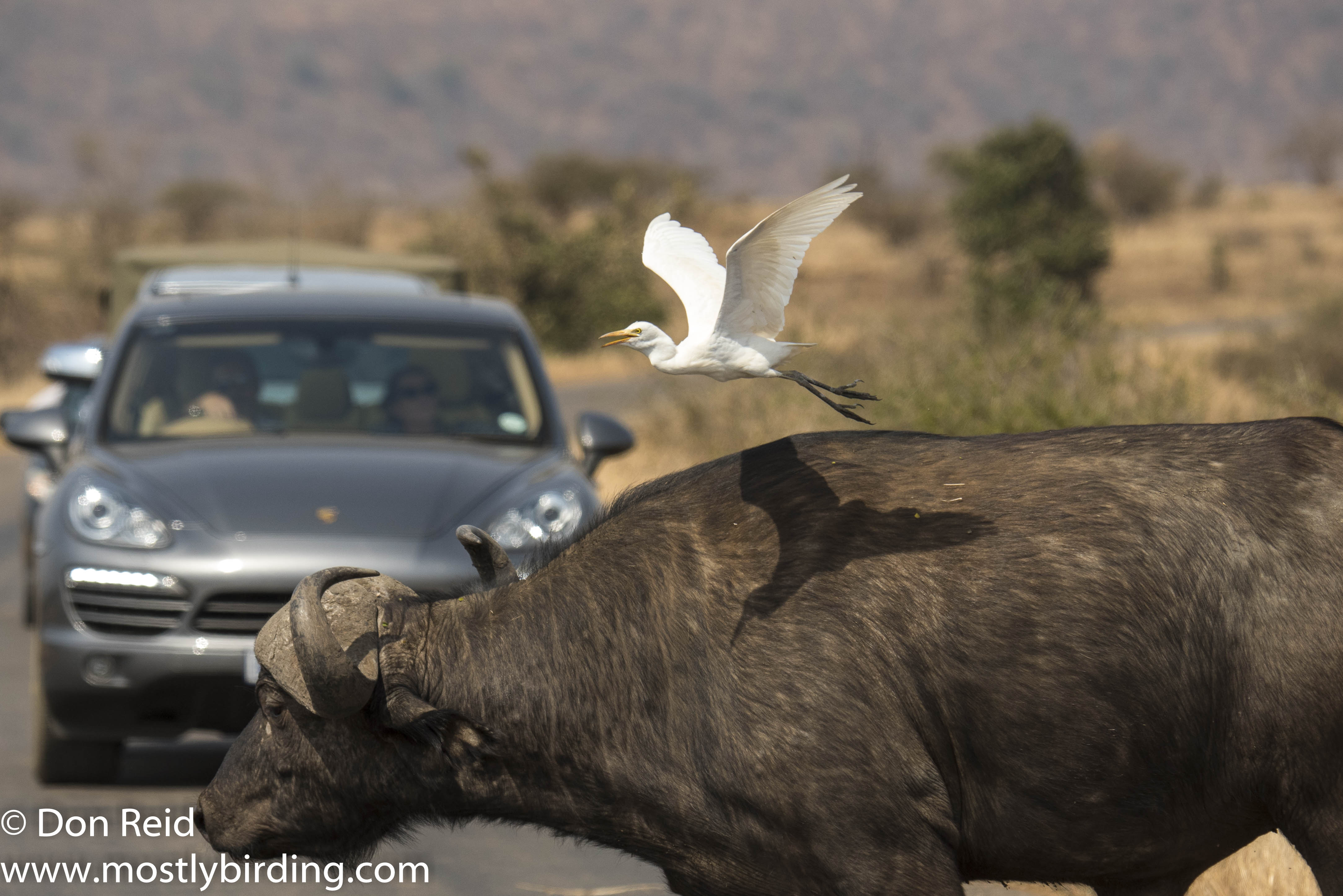 Cattle Egret on Buffalo, Kruger Park