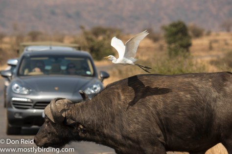 Cattle Egret on Buffalo, Kruger Park