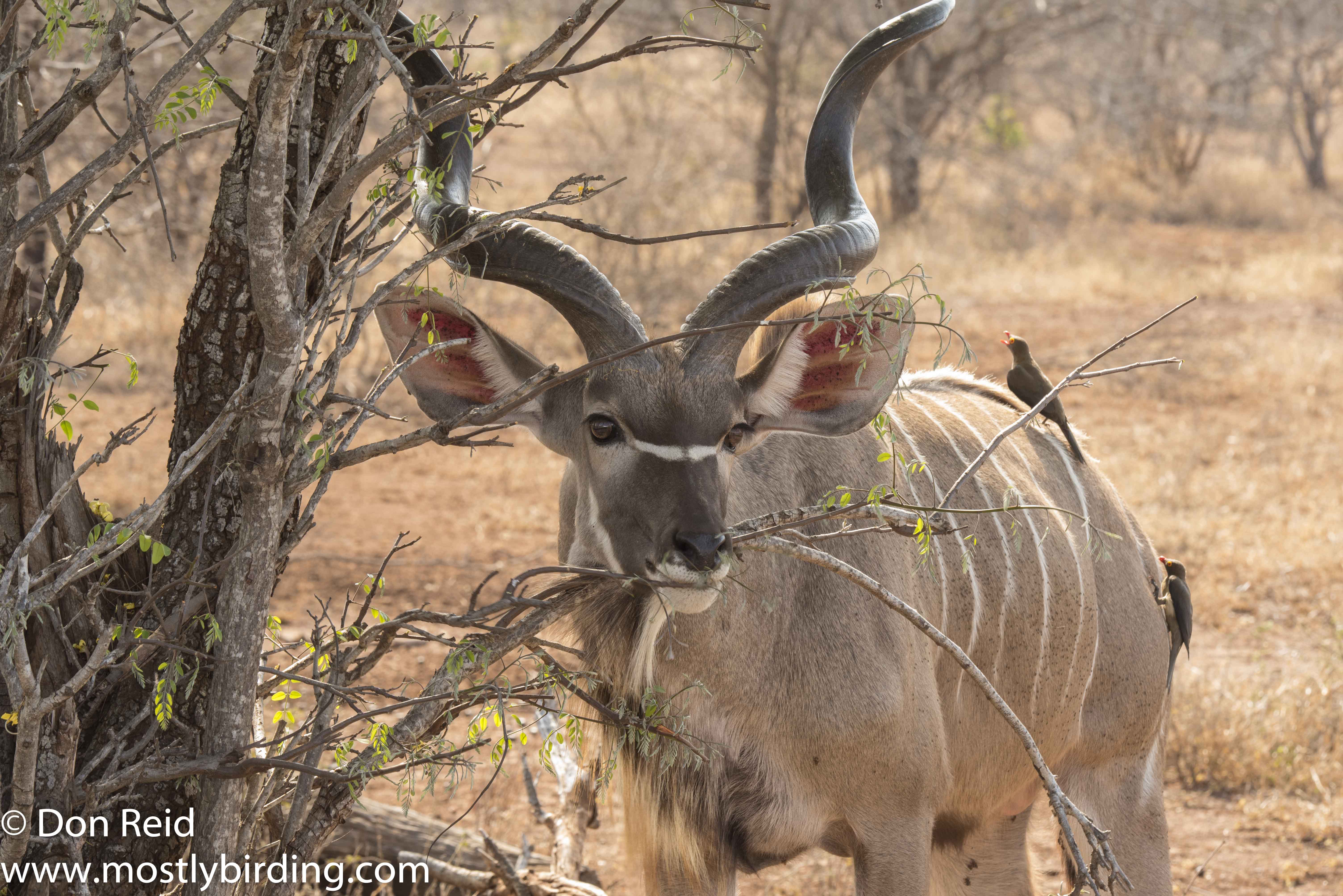 Kudu, Kruger Park