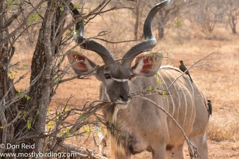 Kudu, Kruger Park