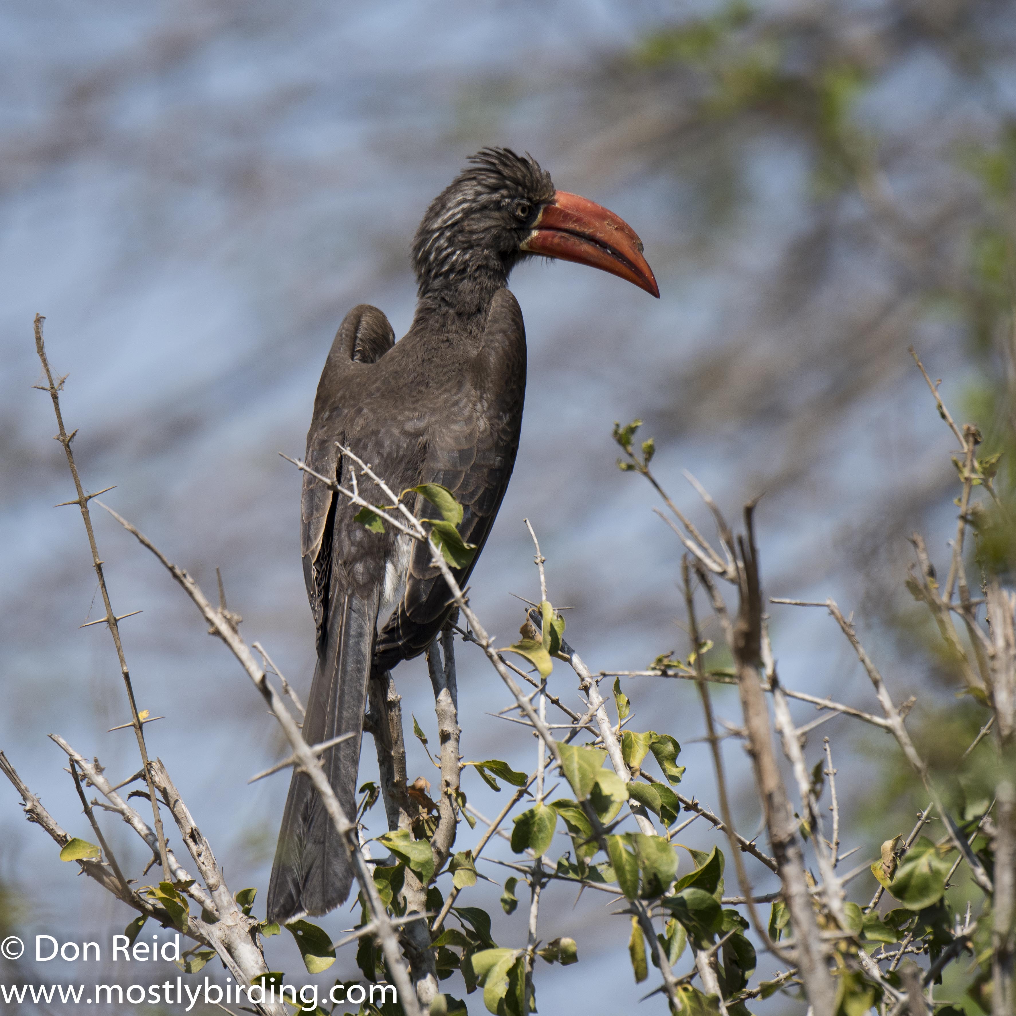 Crowned Hornbill, Mkhulu, Kruger Park
