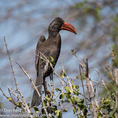 Crowned Hornbill, Mkhulu, Kruger Park