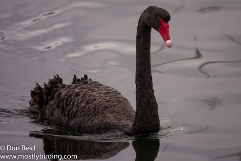 Black Swan, Paynesville &amp; Raymond Island, Victoria