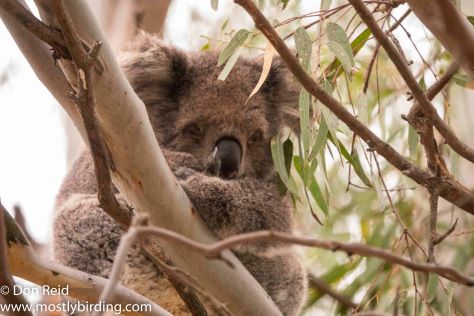 Koala, Raymond Island, Victoria