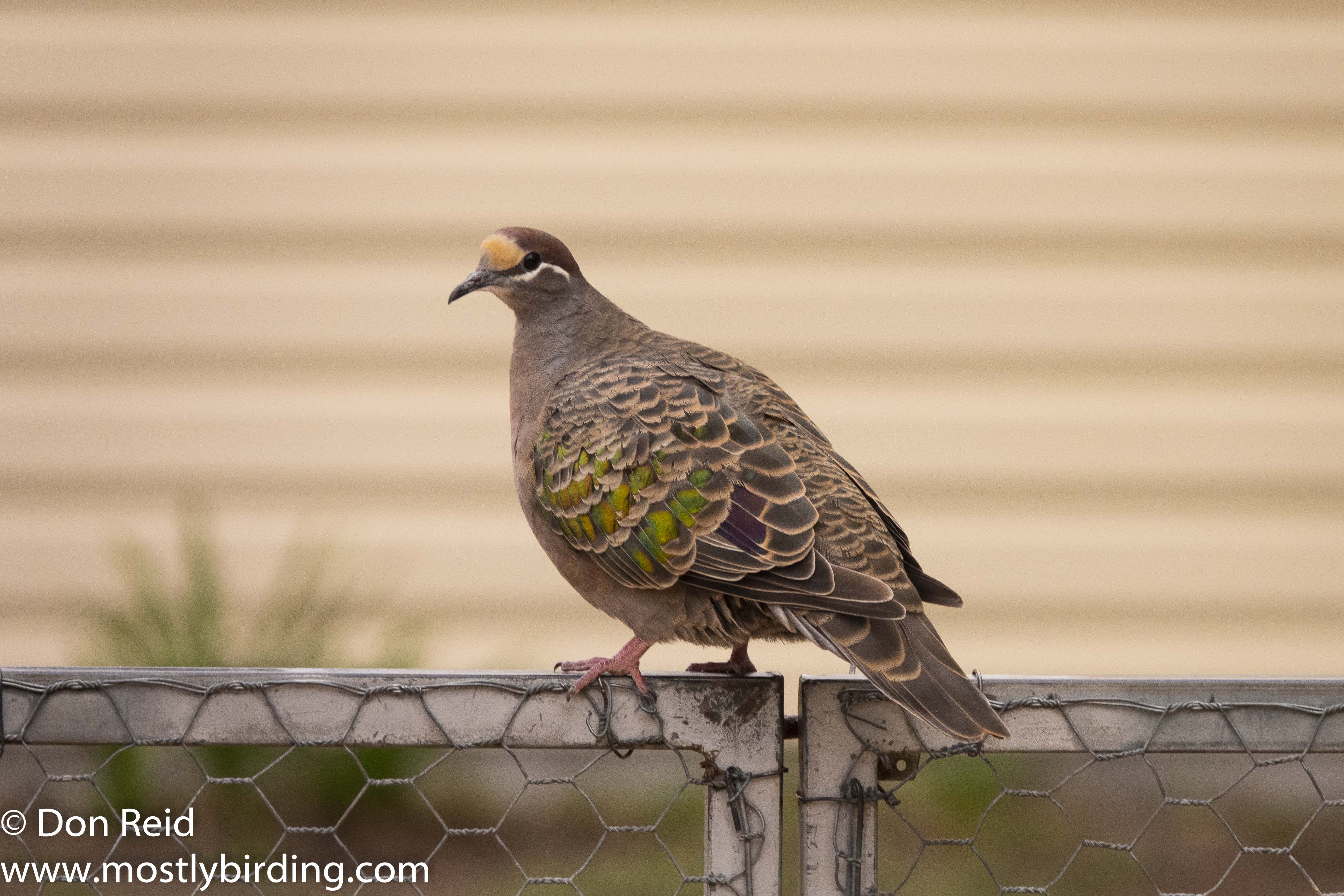 Common Bronzewing, Raymond Island, Victoria