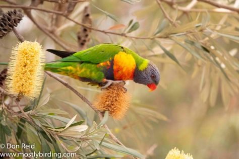 Rainbow Lorikeet, Raymond Island, Victoria