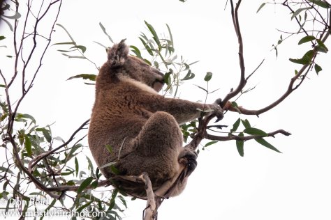 Koala, Raymond Island, Victoria