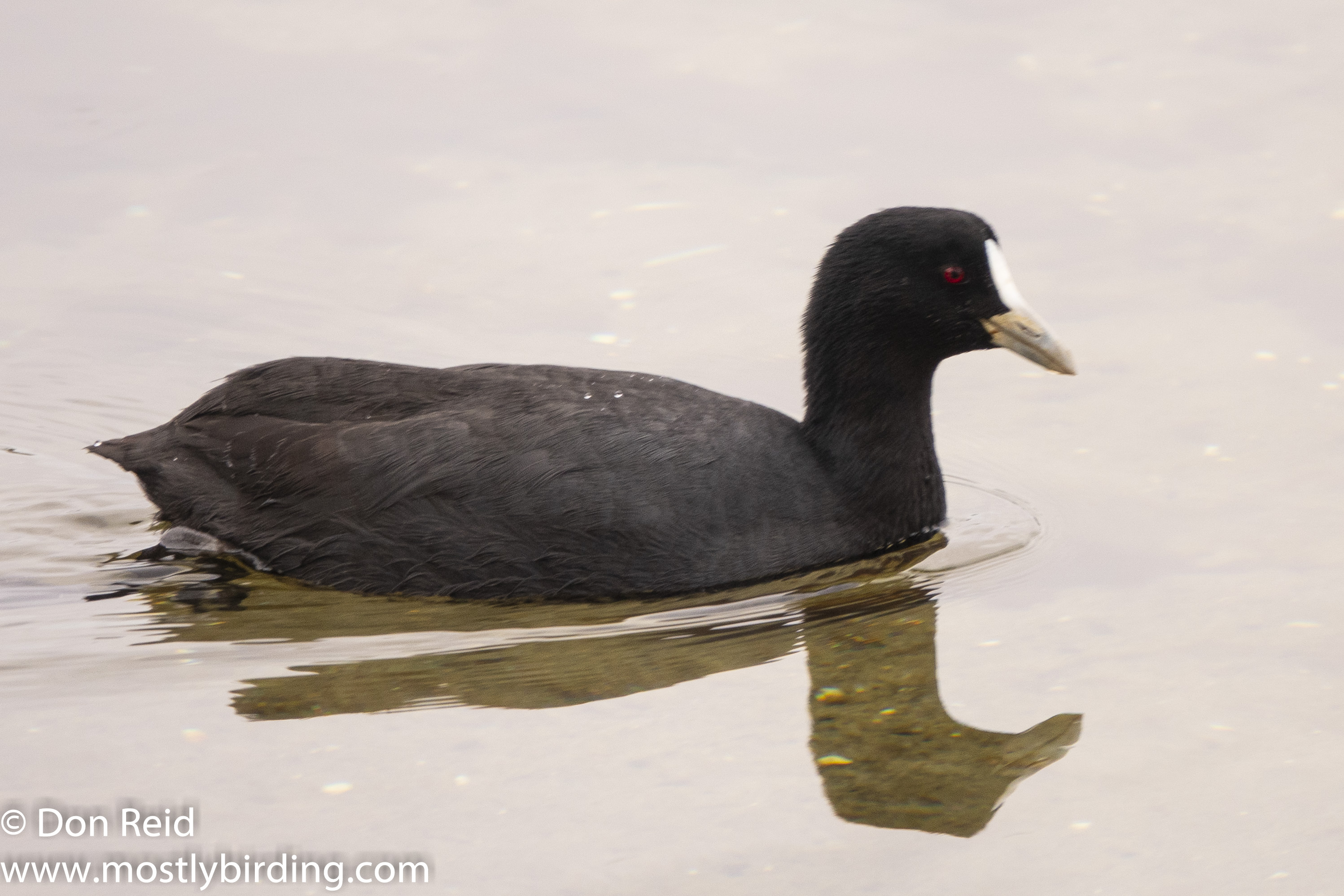 Eurasian Coot, Paynesville &amp; Raymond Island, Victoria