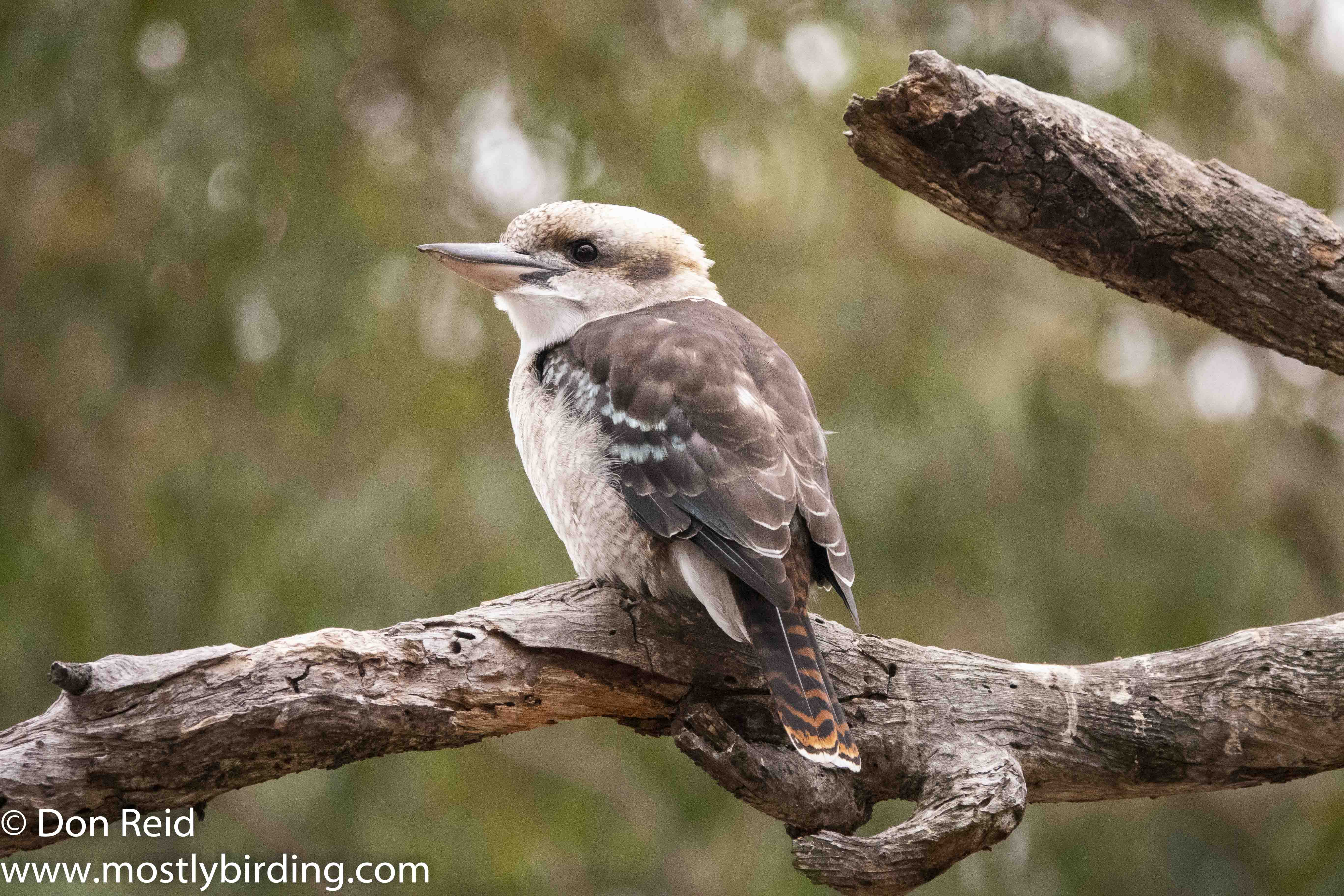Laughing Kookaburra, Raymond Island, Victoria