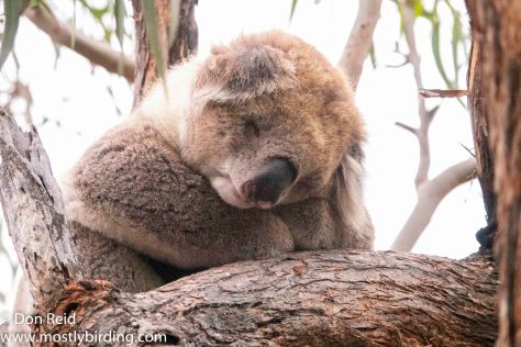 Koala, Raymond Island, Victoria