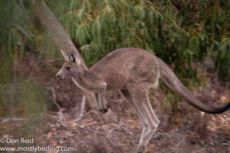 Eastern Grey Kangaroo, Raymond Island, Victoria