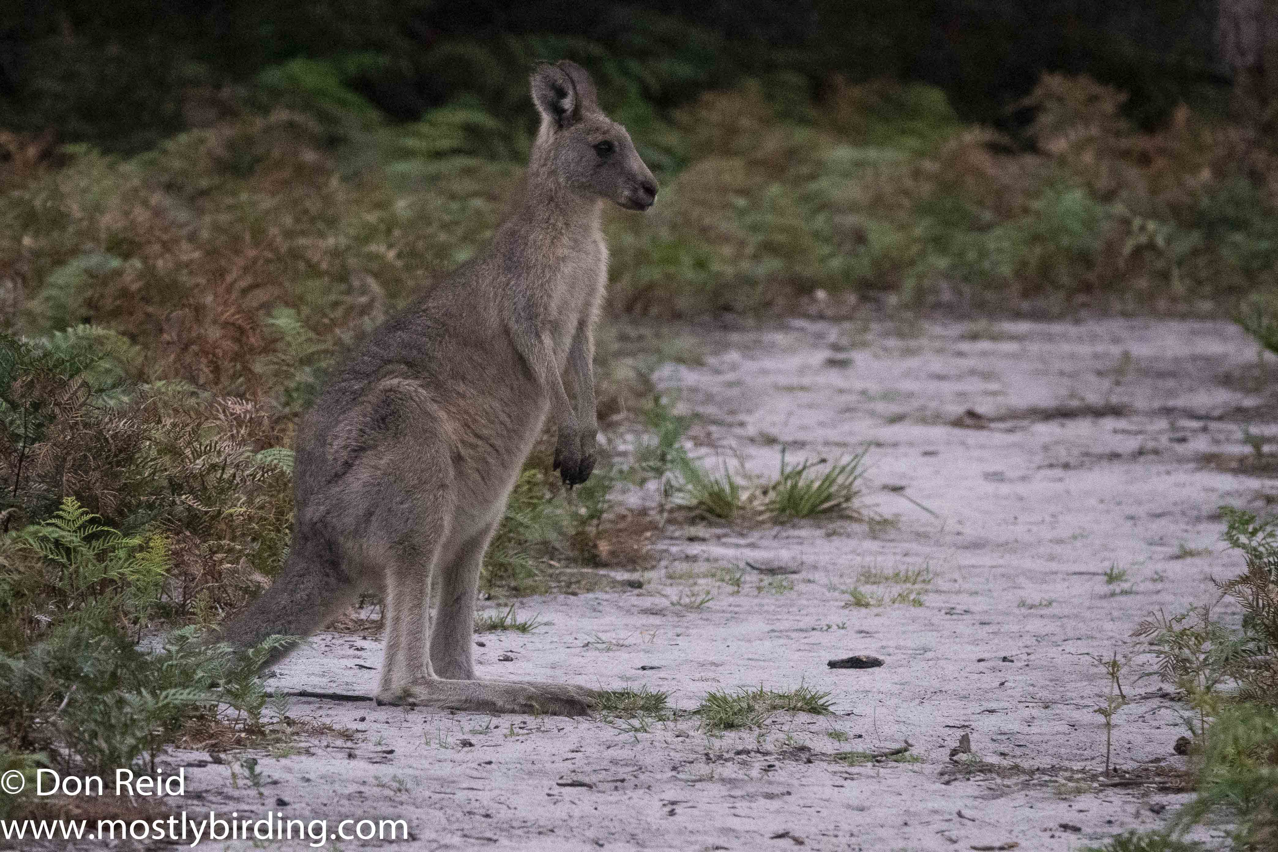 Eastern Grey Kangaroo, Raymond Island, Victoria