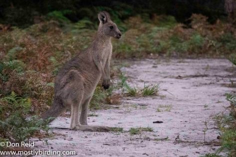 Eastern Grey Kangaroo, Raymond Island, Victoria
