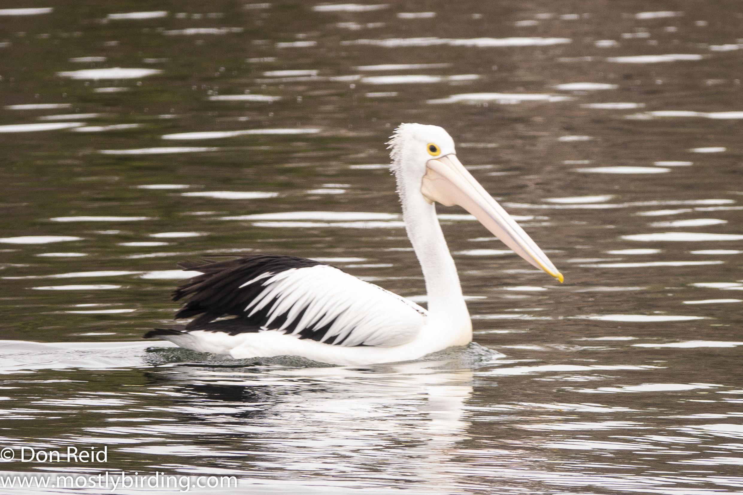 Australian Pelican, Paynesville &amp; Raymond Island, Victoria