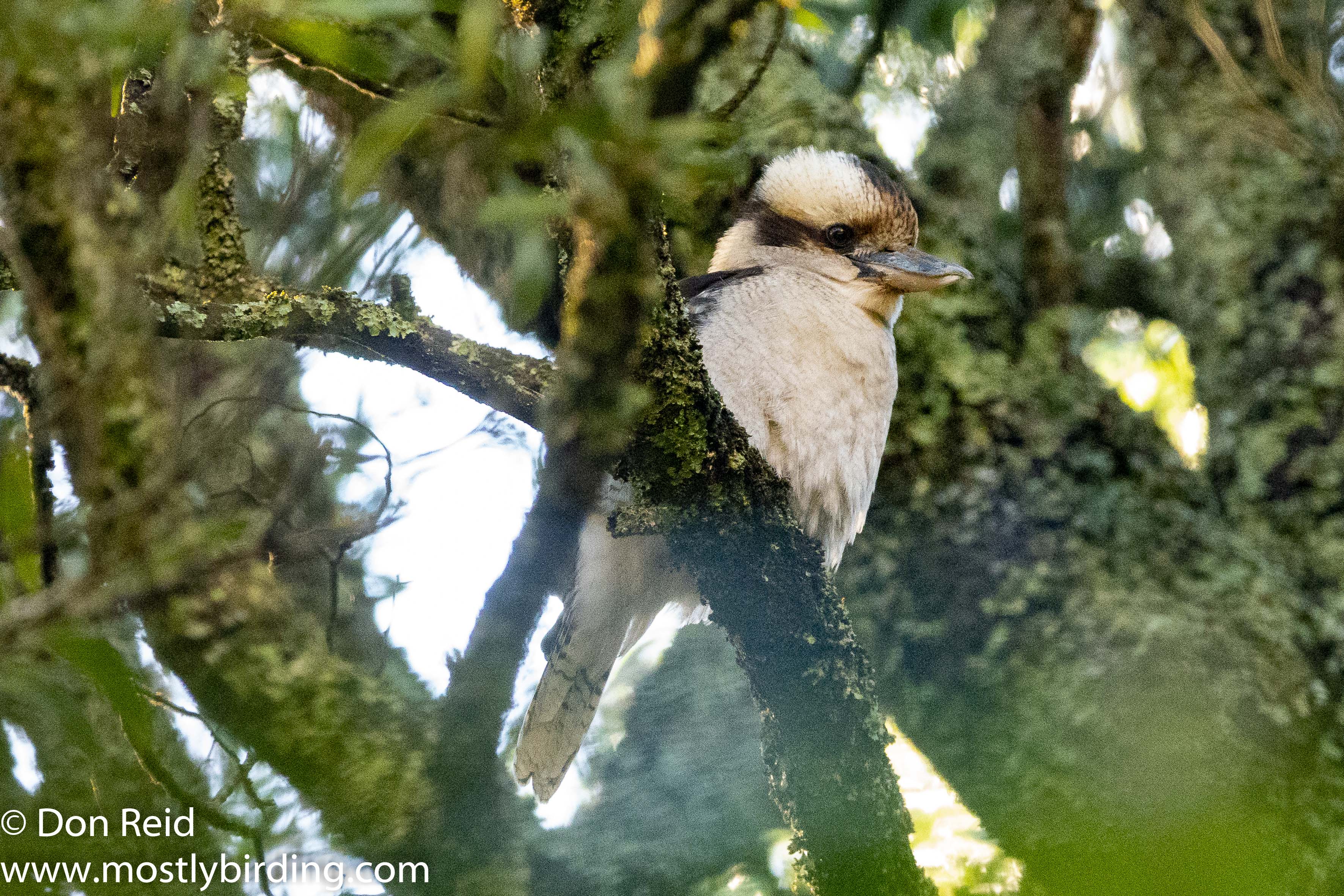 Laughing Kookaburra, Sassafras