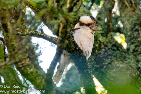 Laughing Kookaburra, Sassafras