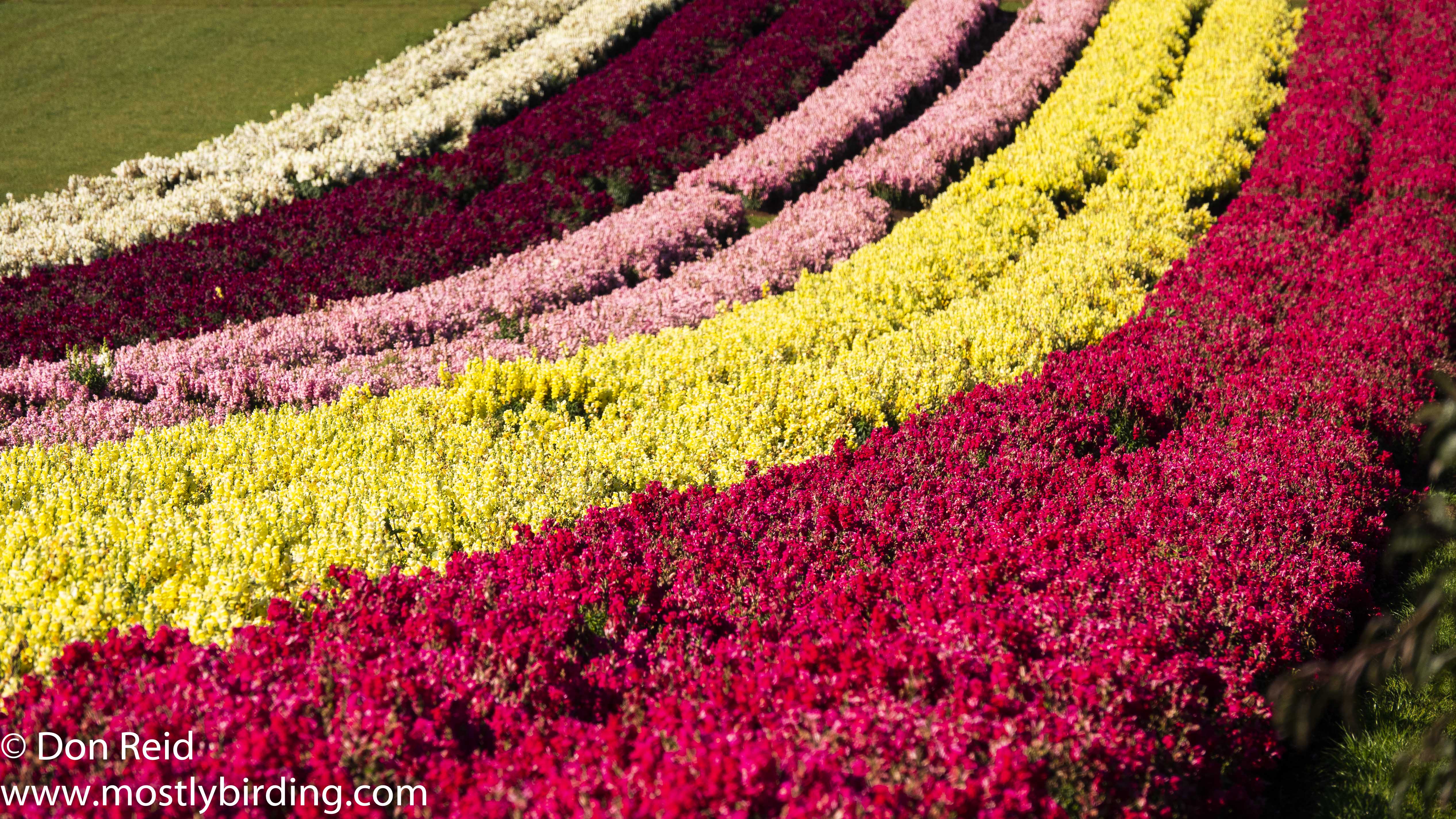Flower nursery, Sassafras