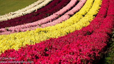 Flower nursery, Sassafras
