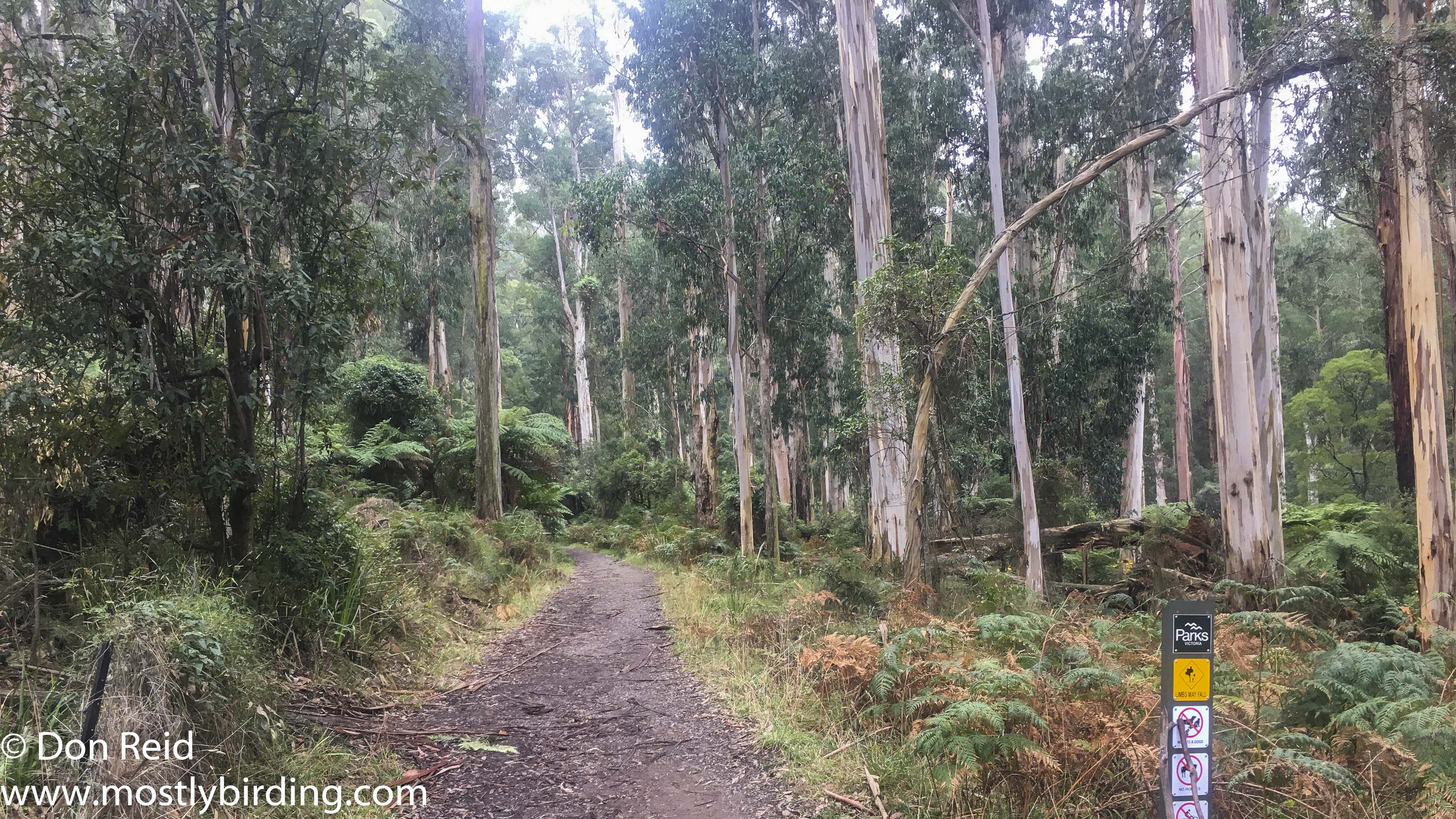 Dandenong Ranges
