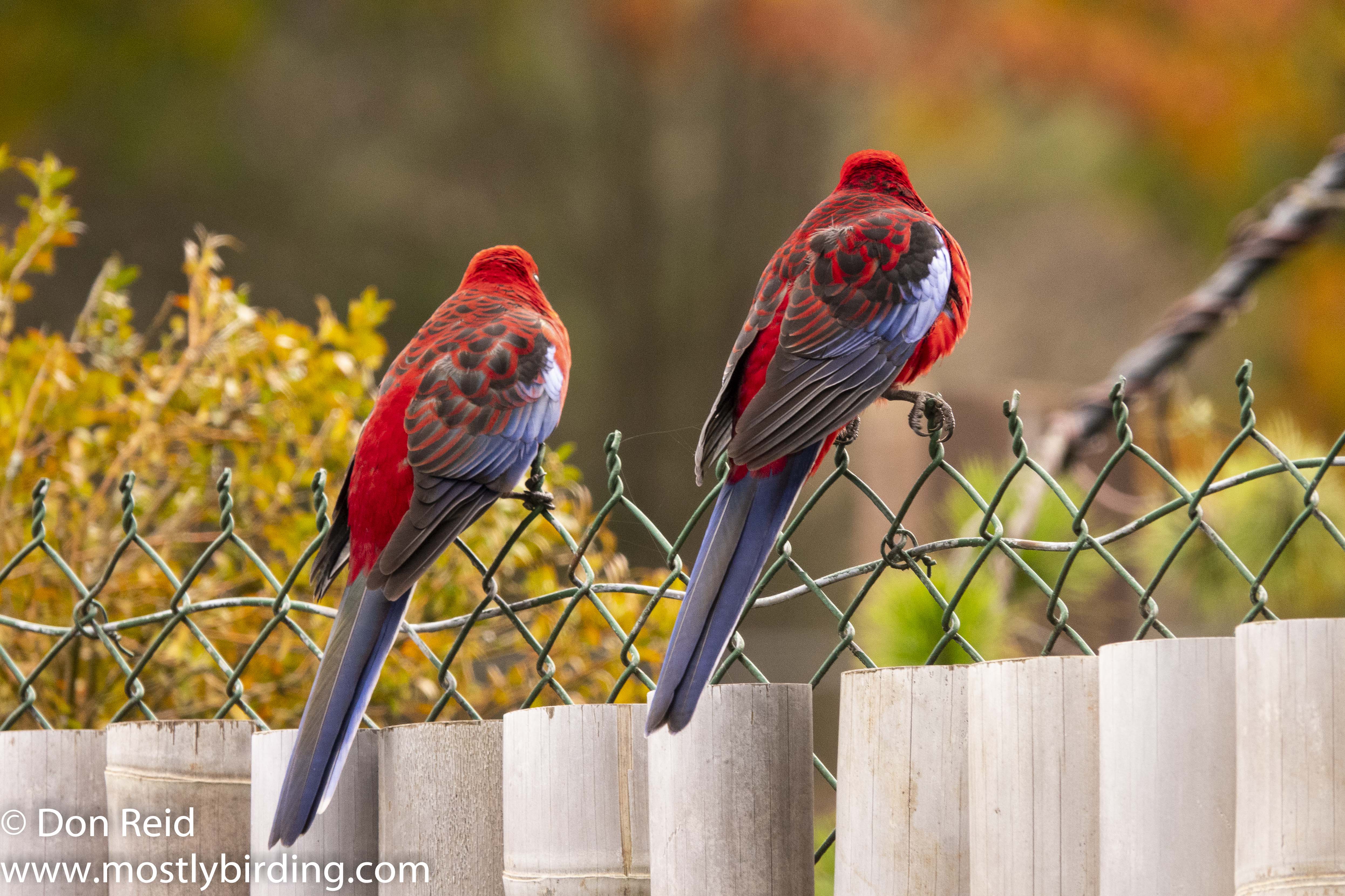 Crimson Rosella, Sassafras