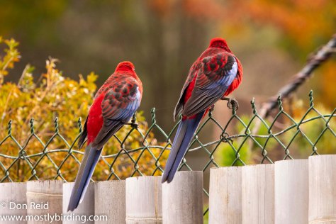 Crimson Rosella, Sassafras