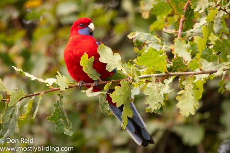 Crimson Rosella, Sassafras