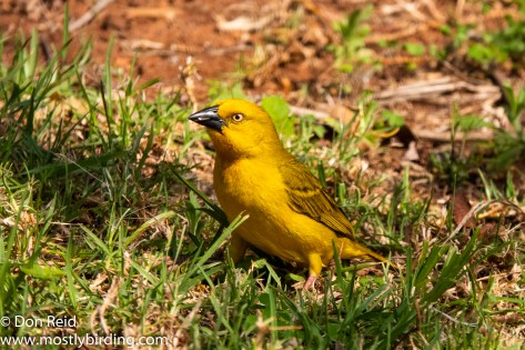 Holub's Golden Weaver  (Ploceus xanthops / Goudwewer), Verlorenkloof