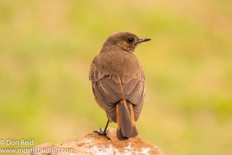 Familiar Chat  (Cercomela familiaris / Gewone spekvreter) (race hellmayri), Verlorenkloof