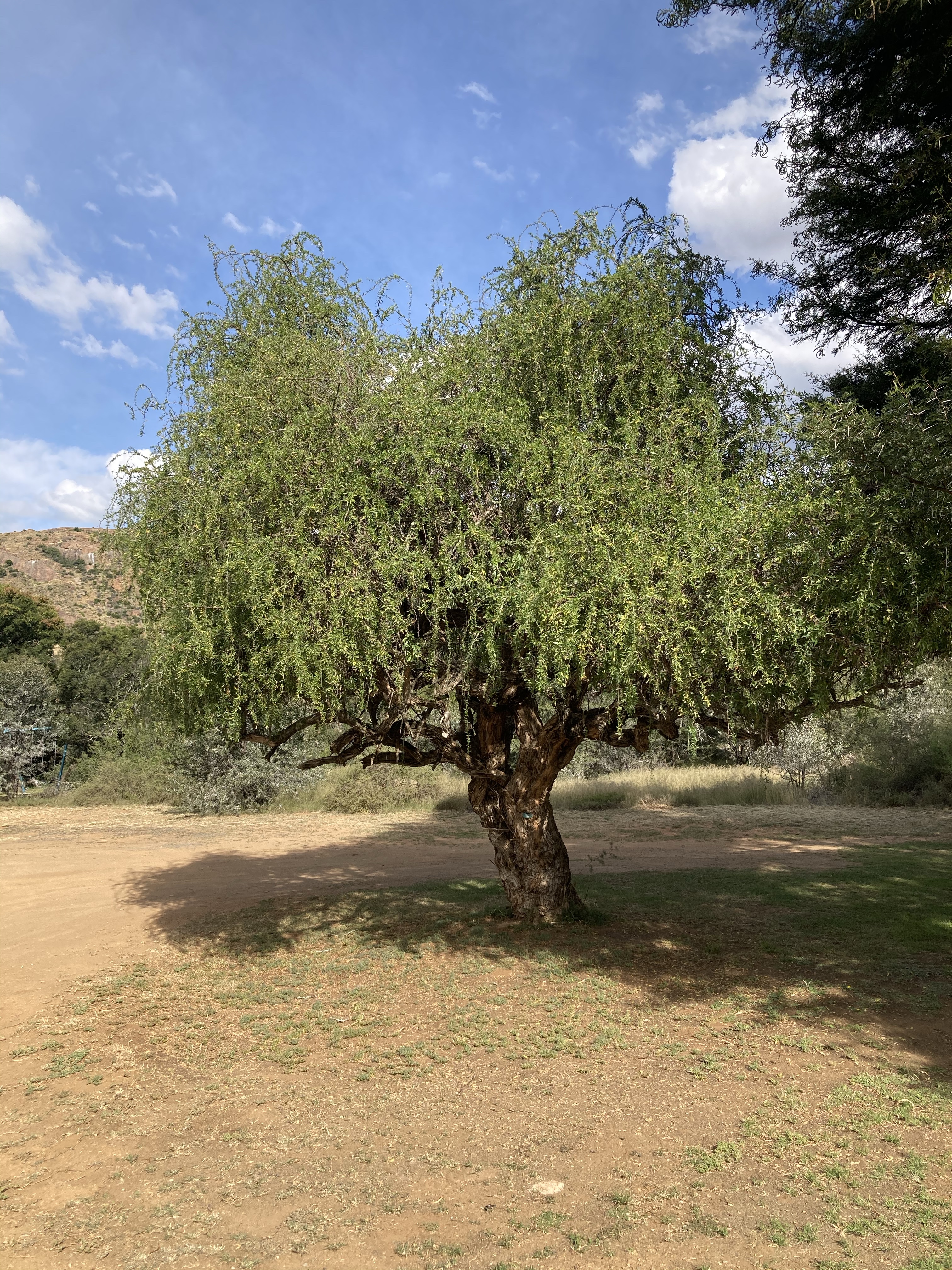 Honeythorn Tree | Mostly Birding